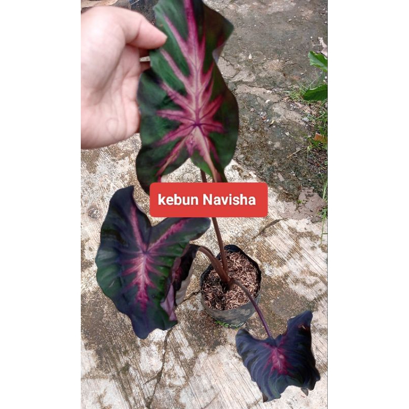 colocasia the king size remaja