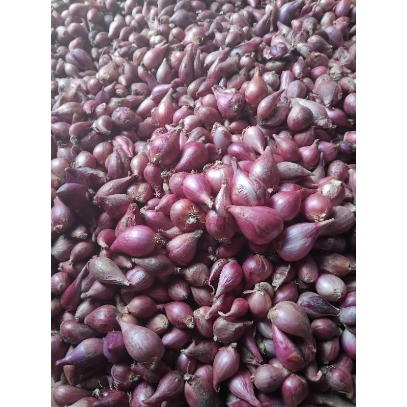 

Bawang merah brebes asli KECIL 1 Kg