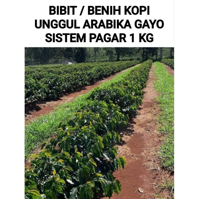 BIBIT / BENIH KOPI ARABIKA GAYO ( SISTEM PAGAR ) 1 KG COD