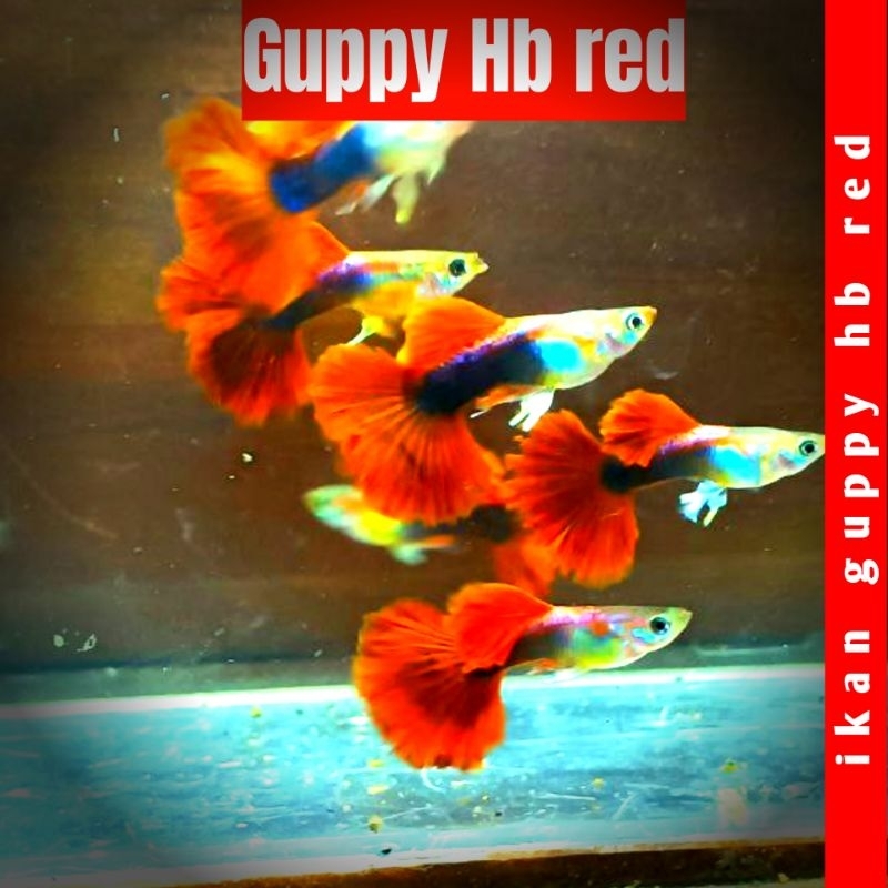 hiasan akuarium GUPPY HB RED