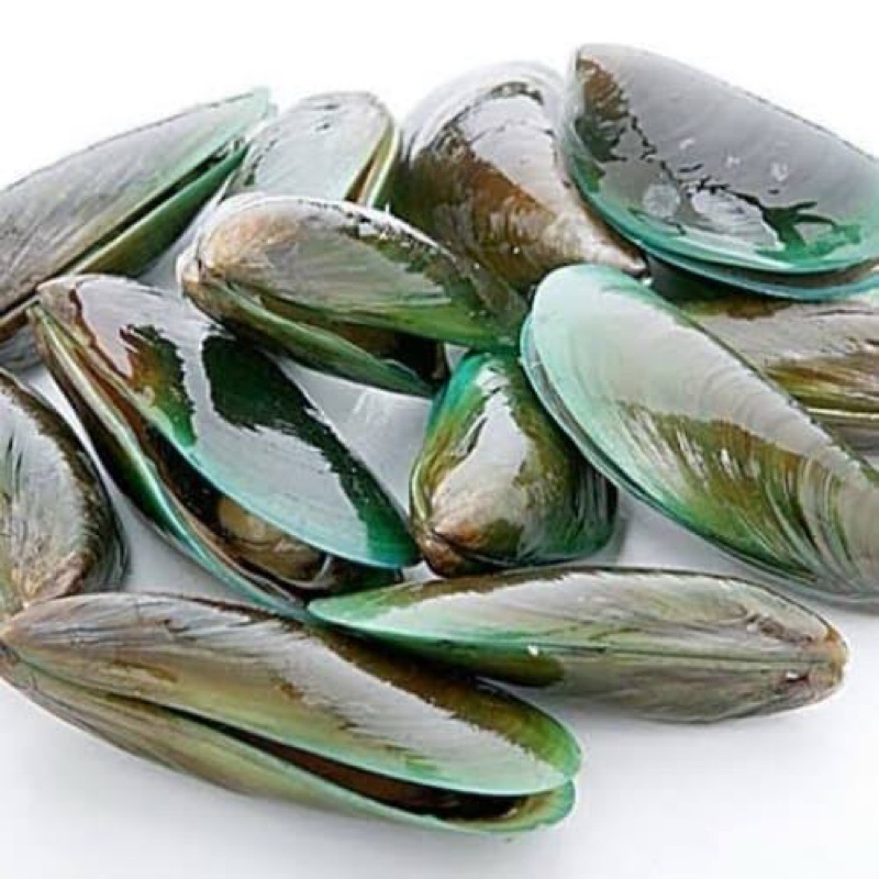 

kerang hijau