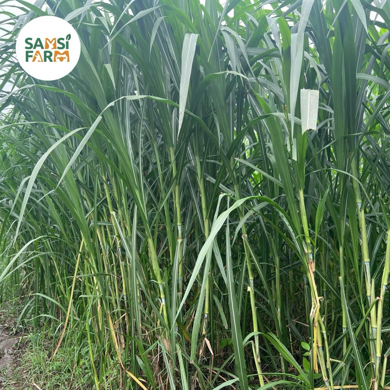 Rumput gama umami kolonjono - pakan ternak domba kambing