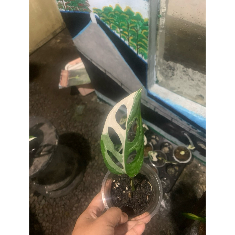 janda bolong variegata