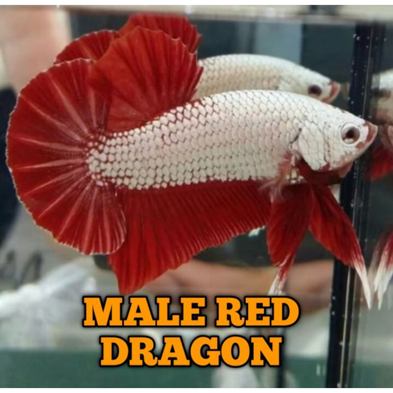 sepasang cupang red dragon siap ternak betina full telur