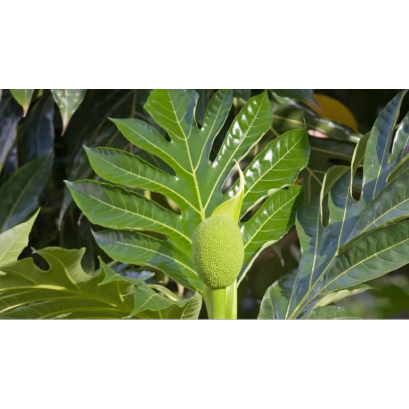 

Daun Sukun Segar