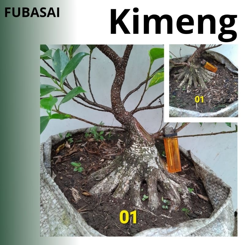 Bonsai Kimeng Rawatan 3 Tahun Small