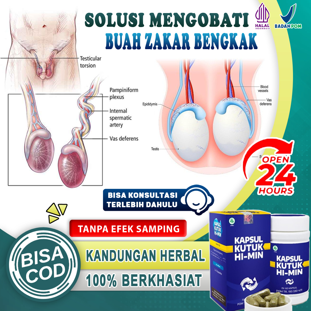 Obat Buah Zakar Bengkak Sebelah Varikokel Testis Paling Ampuh Farikokel Biji Jakar Sakit Telur Kemal