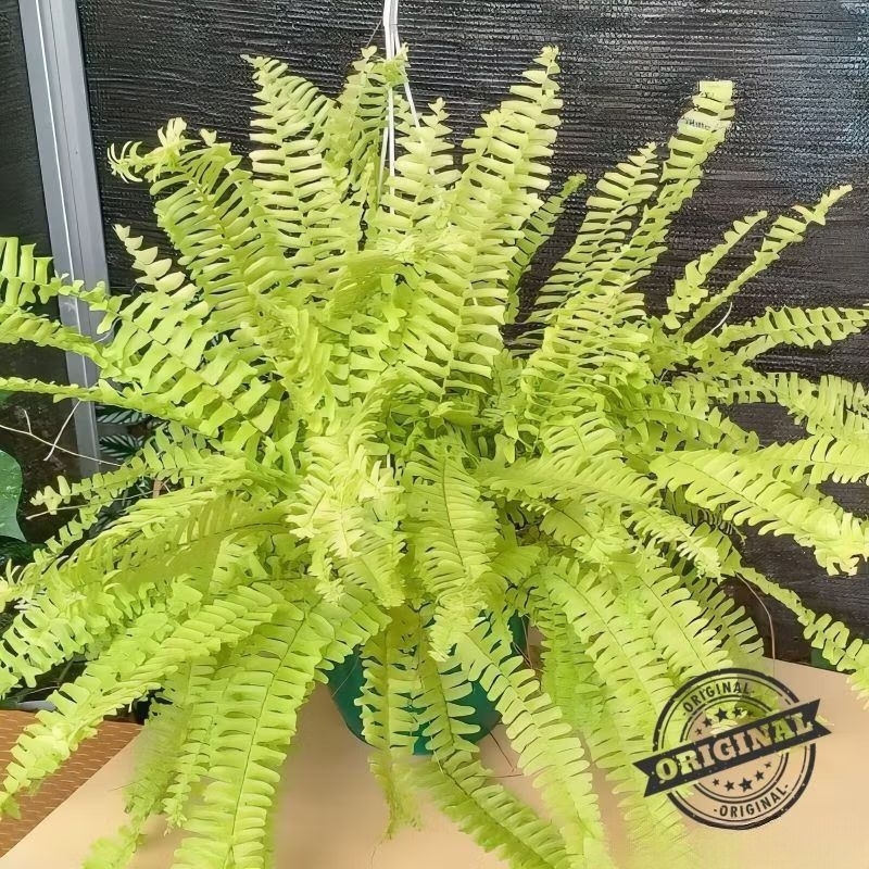 Tanaman hias pakis golden / pohon pakis golden/ pohon hias hidup