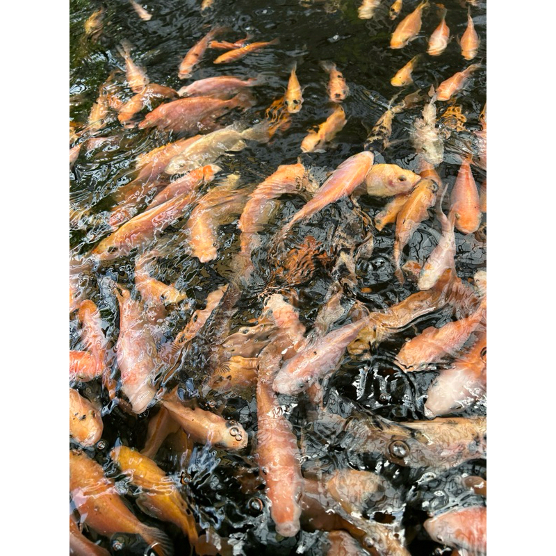 

Ikan nila bangkok hidup fresh 2 jari