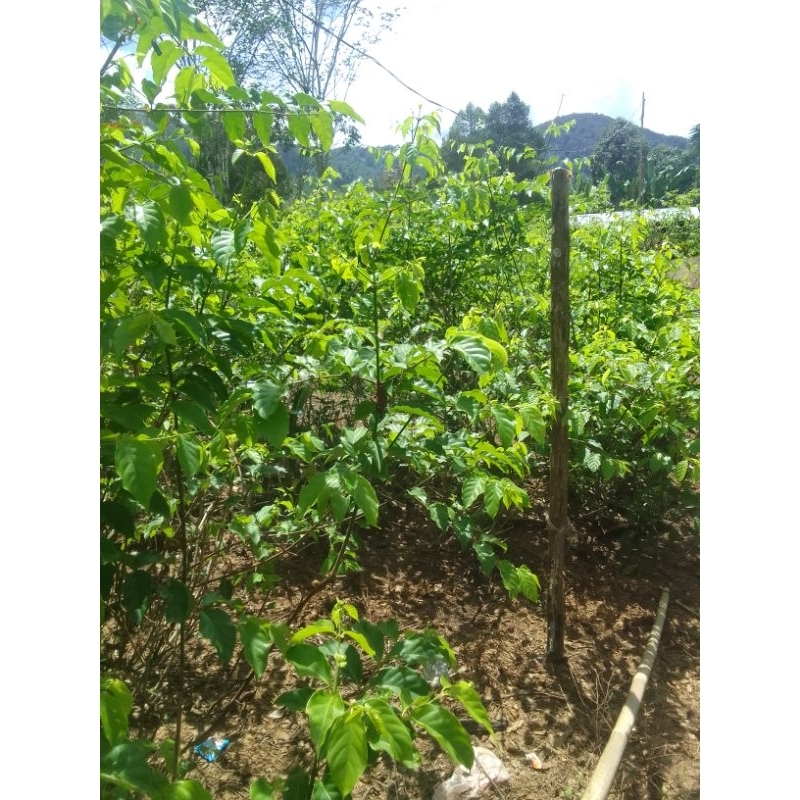 

bibit gambir 1 potong segar