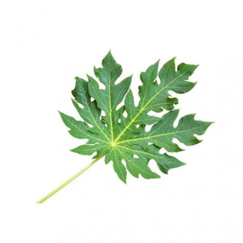 

Daun Pepaya Segar Per Ikat