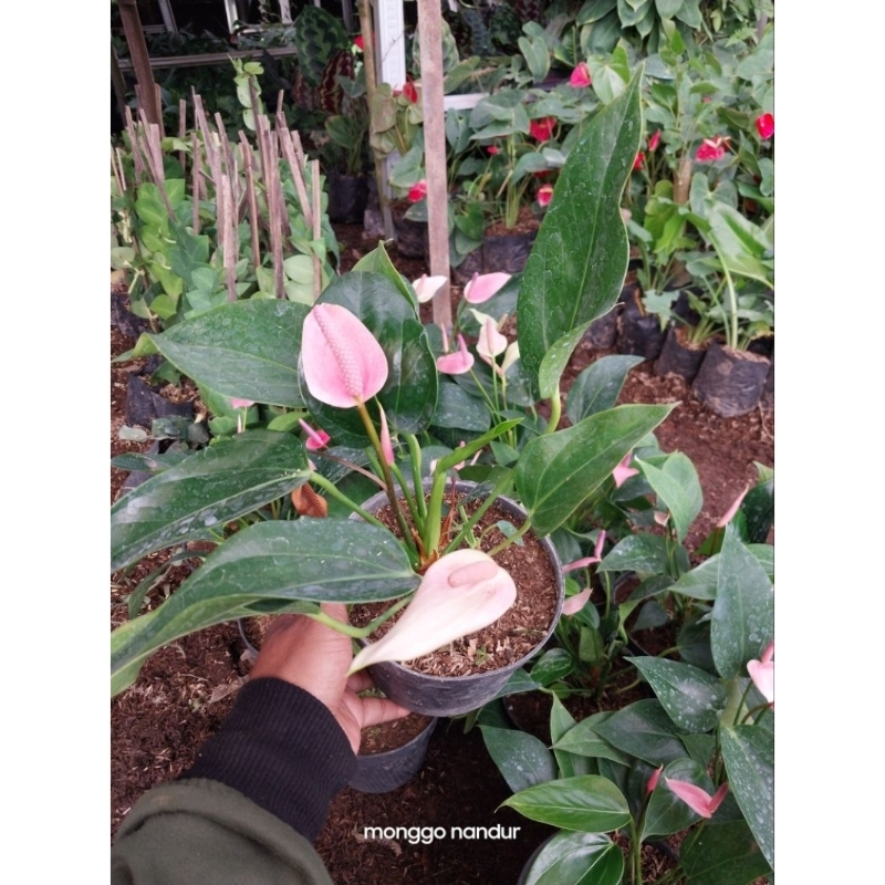 tanaman hias ANTHURIUM PINK/ ANTHURIUM ANDRAEANUM/ LILI FLAMINGGO PINK