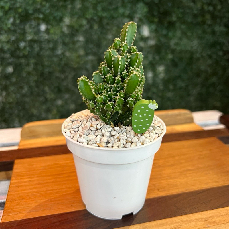 Kaktus mini - Kaktus hias - Kaktus candi