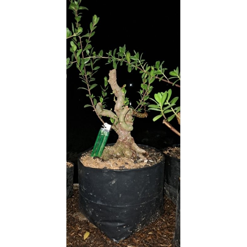 Bonsai santigi karang semai dari biji