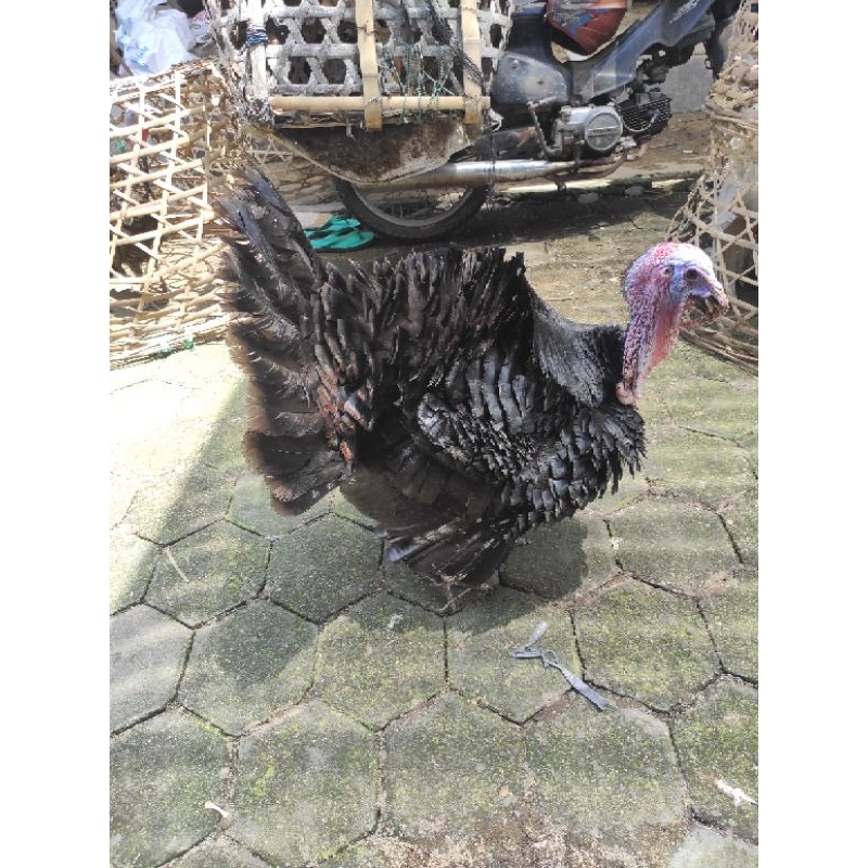 

TELUR ayam kalkun bronse