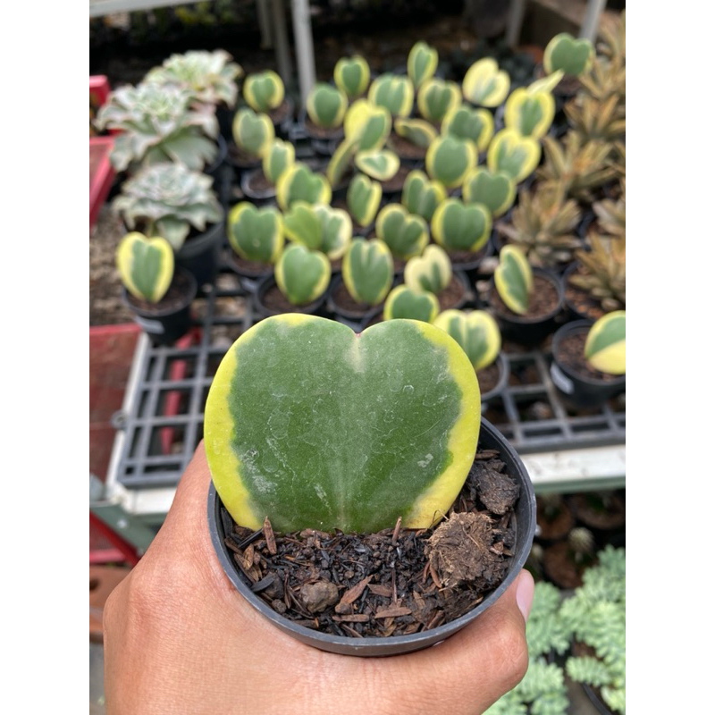 Hoya kerii variegata - tanaman hoya - tanaman hias
