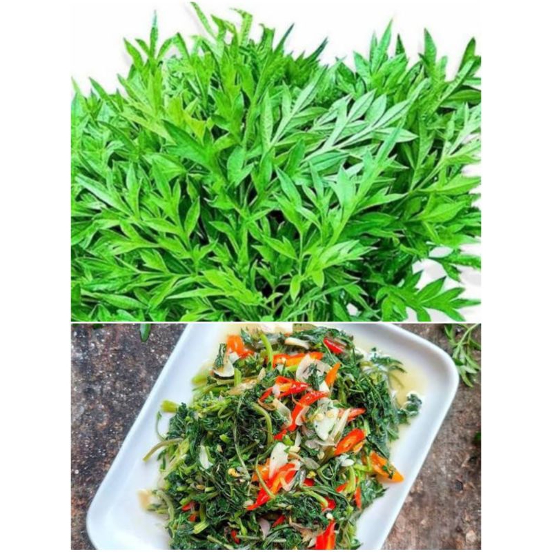 

Daun Kenikir 1 Ikat Fresh Untuk Berbagai Olahan Makanan