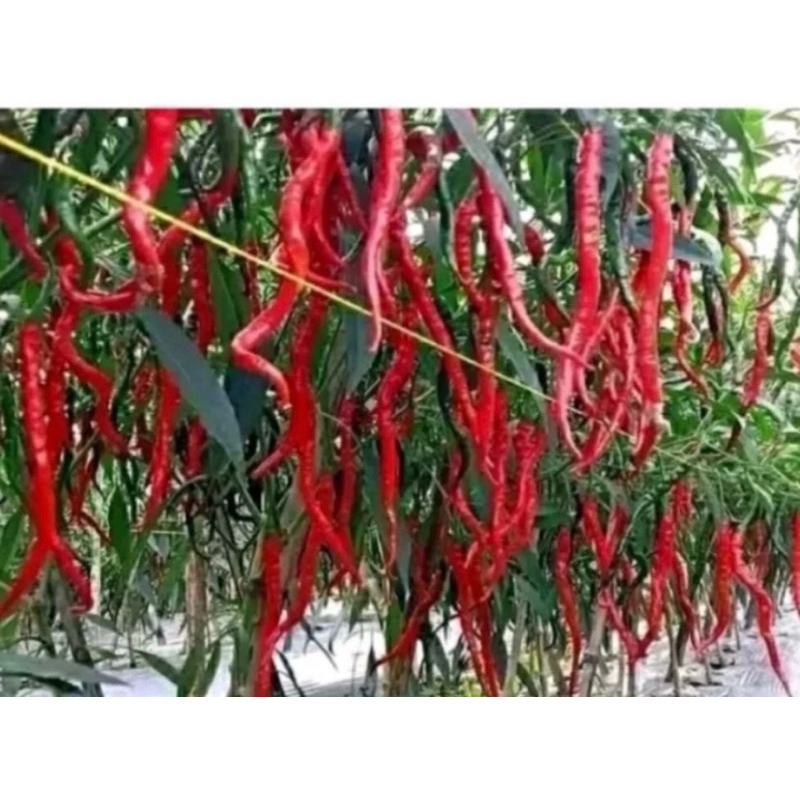 100++BENIH CABE MERAH KRITING MERAH SUPER(LEBAT)