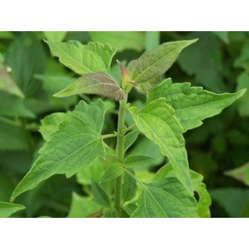 

daun balakacida segar 250gr (daun+batang)