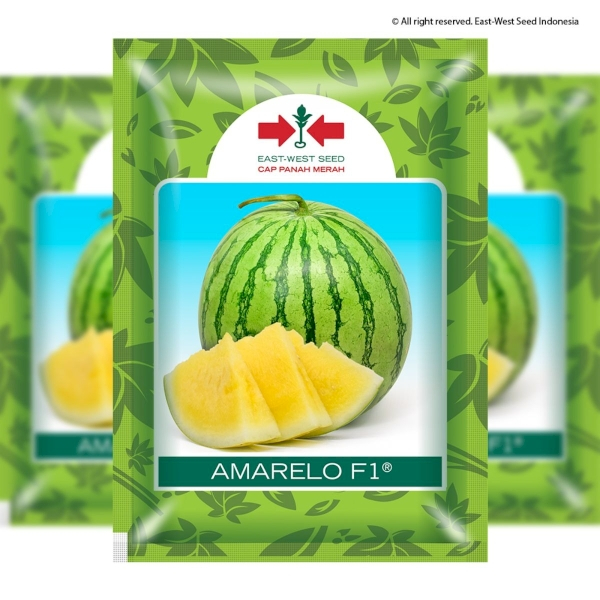 CPM - 25 Butir benih semangka kuning AMARELO F1