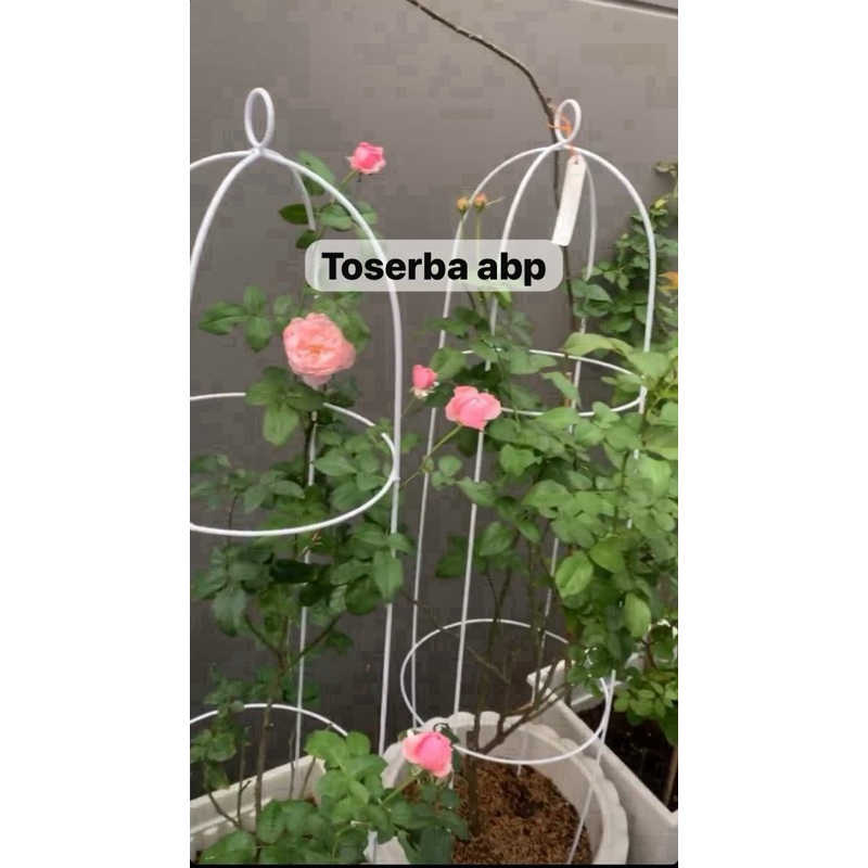 RAK BUNGA TANAMAN RAMBAT MODEL SANGKAR