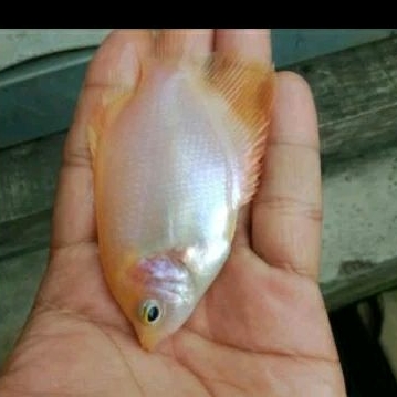 

GURAME SOANG UKURAN 6-8 CM_KADO AQUARIUM