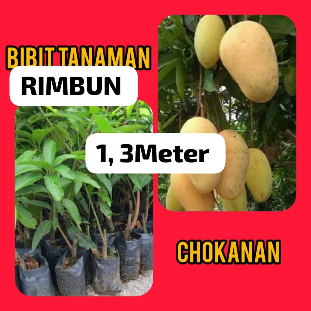 Bibit Mangga Chokanan 1.3 Meter Rimbun ( Pakai Kurir Cargo )