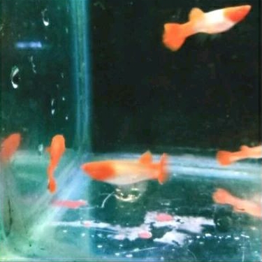 

GUPPY KOI UKURAN 3 CM_KADO AQUARIUM