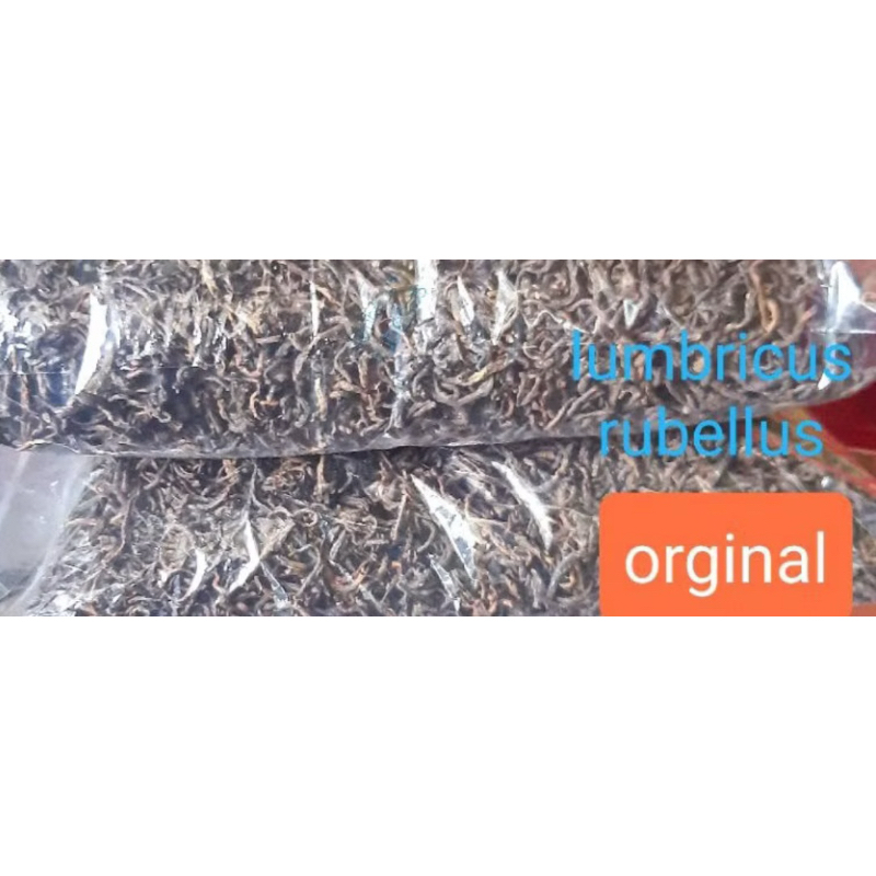 cacing kering ukuran Kecil lumbricus rubellus harga per 1 gram untuk penyakit tipes tipus