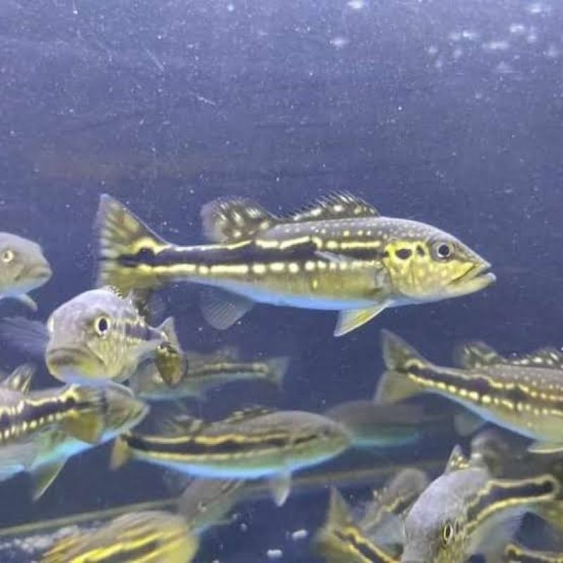 Pbass Pinima Size 10-11cm Good Making Garansi