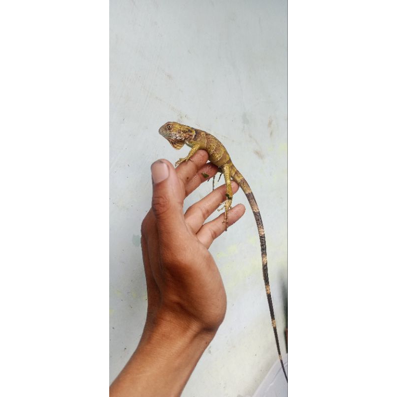 mainan anak dan dewasa iguana merah cakep