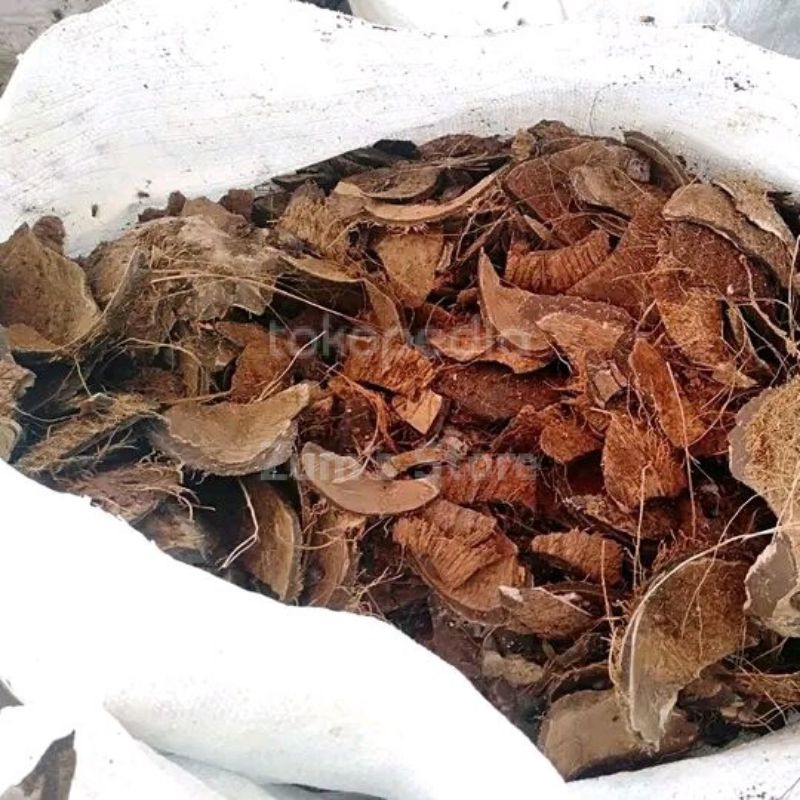 batok kelapa kering