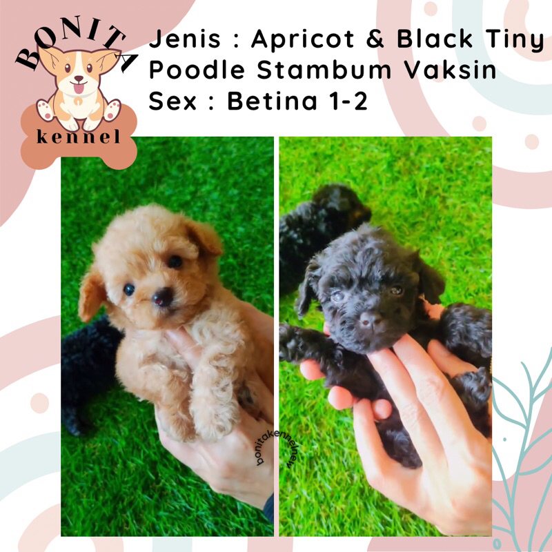 Fawn Tiny Tea Cup Poodle Stambum Particolor Fawn Anak Anjing Poodle Toy Tiny Jantan Betina