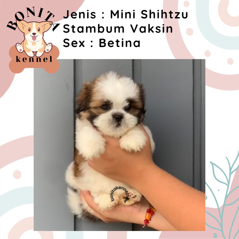 Mini Shihtzu Stambum Anak Anjing Mini Shih Tzu Shitzu Sitzu Jantan Betina