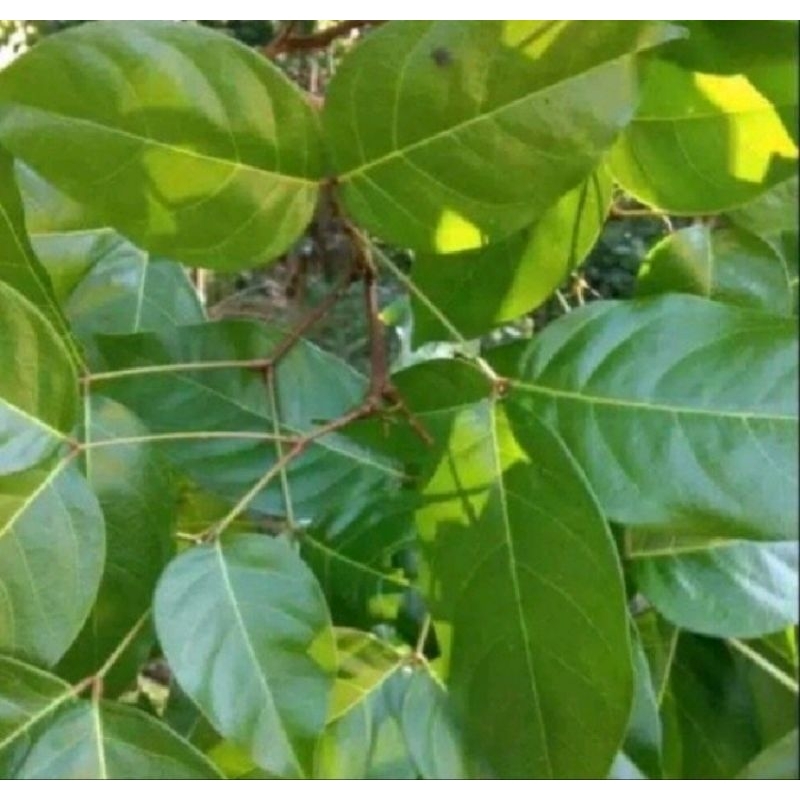 

DAUN JENGKOL PER 100 LEMBAR OBAT HERBAL