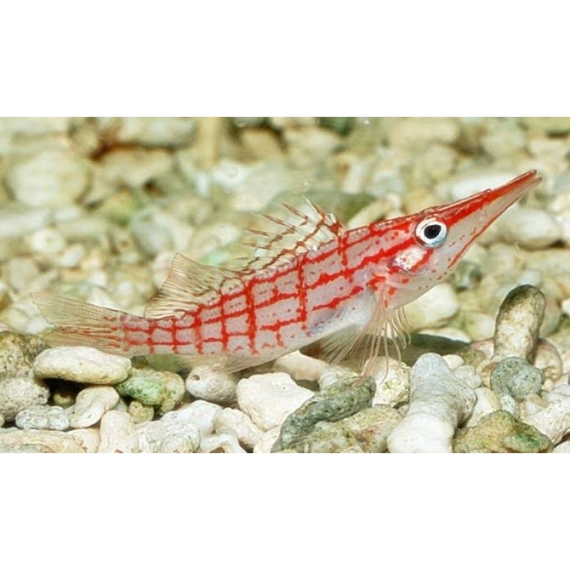 Ikan Hias Laut Kerapu Buaya