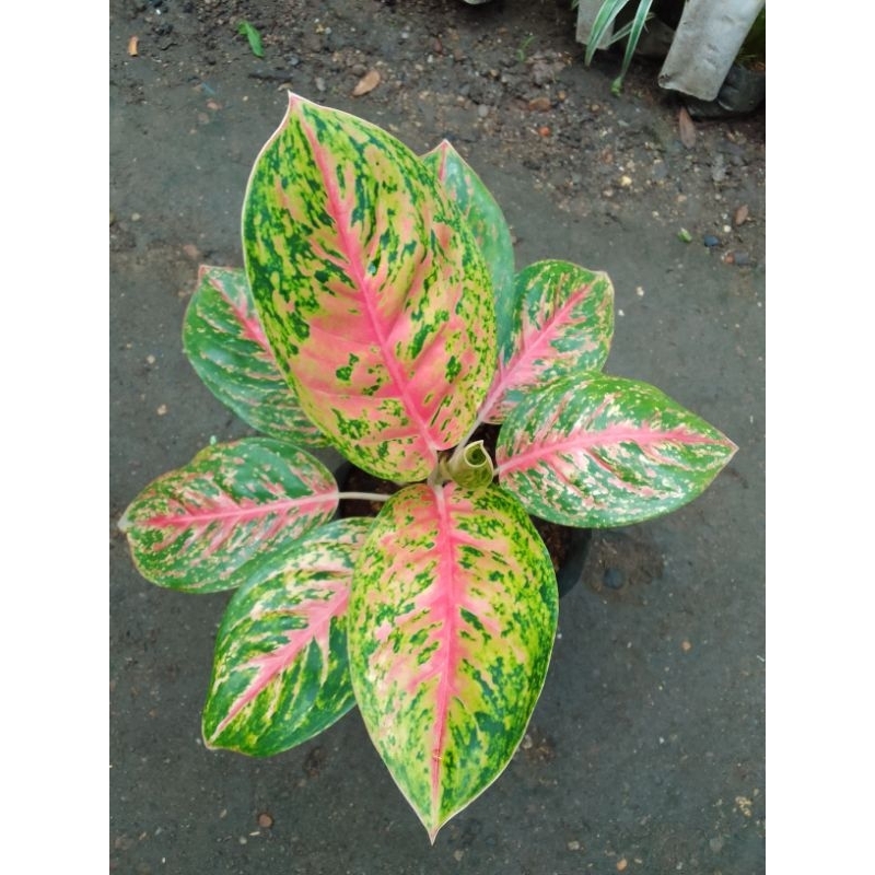 aglonema big papa mutasi