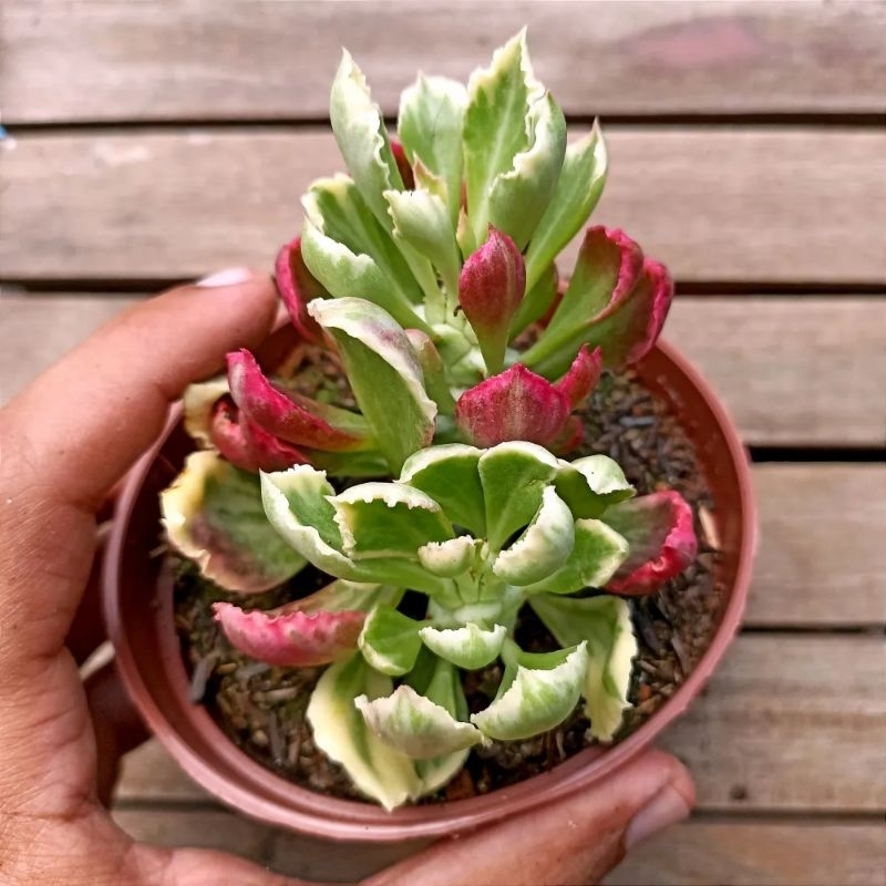 EUPHORBIA STAPELIOIDES VARIGATA, Euphorbia, tanaman hias mini, sukulen, kaktus.