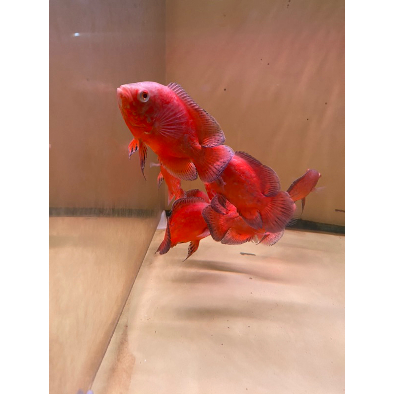 

PROMO STIKER 0SC4r RED CHILLI 8-9cm.