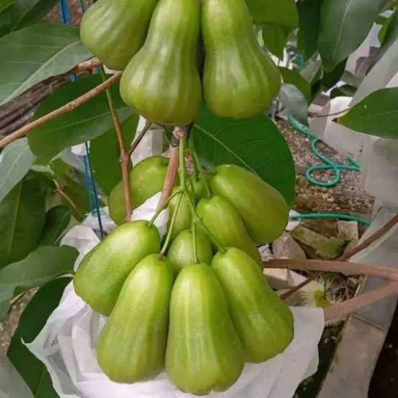 

Jambu air Green giant batang super besar