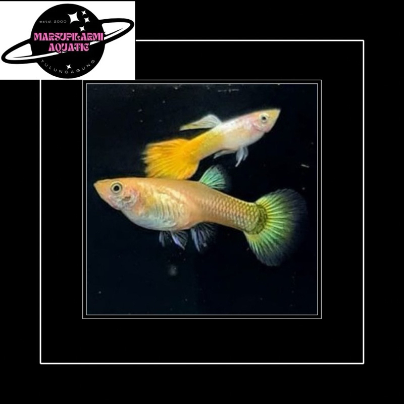 free packing sepasang guppy yelow micarif siap breading