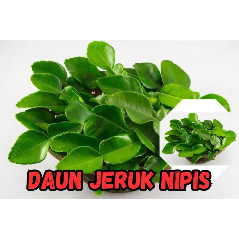 

daun jeruk nipis isi 50