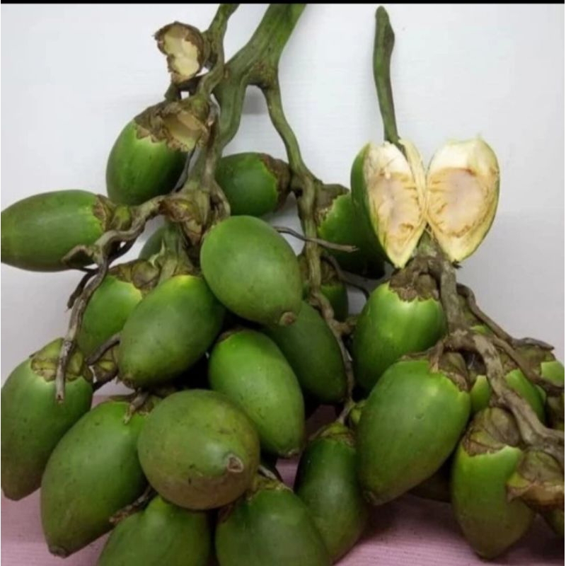 

BUAH PINANG MUDA/JAMBE MUDA/JEBUG MUDA FRESH 1KG