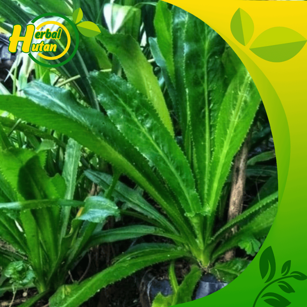 

Daun Walangsangit Per 10 Pohon Segar Daun Walanggeni