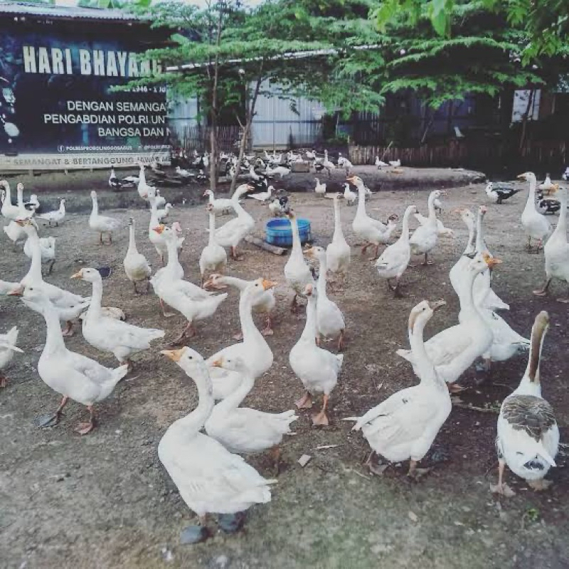 

TELUR FERTIL ANGSA/SOANG PUTIH UNTUK DI TETASKAN