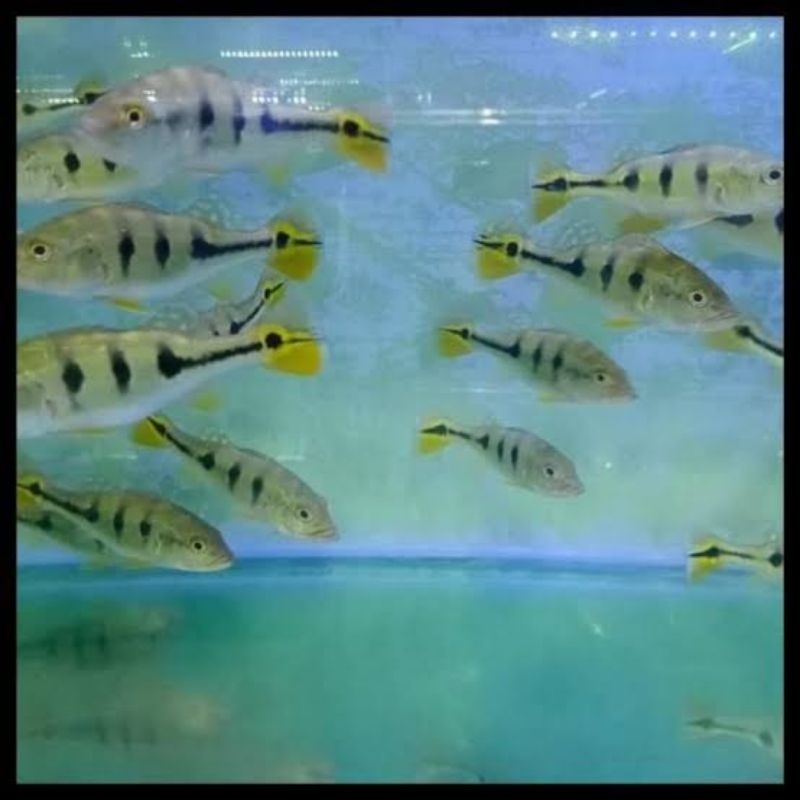 Pbass Mono Paket 20 ekor Size 9-10cm Termurah Bergaransi