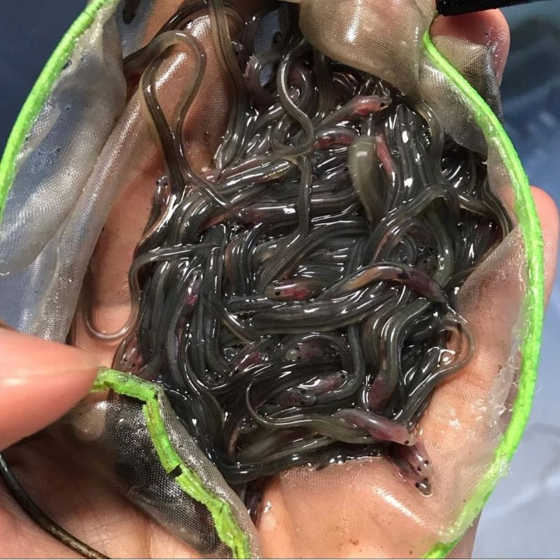 Bibit Sidat Glass Eel Super Premium