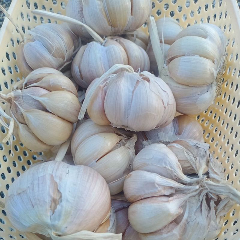 

bawang putih impor cina 12kg