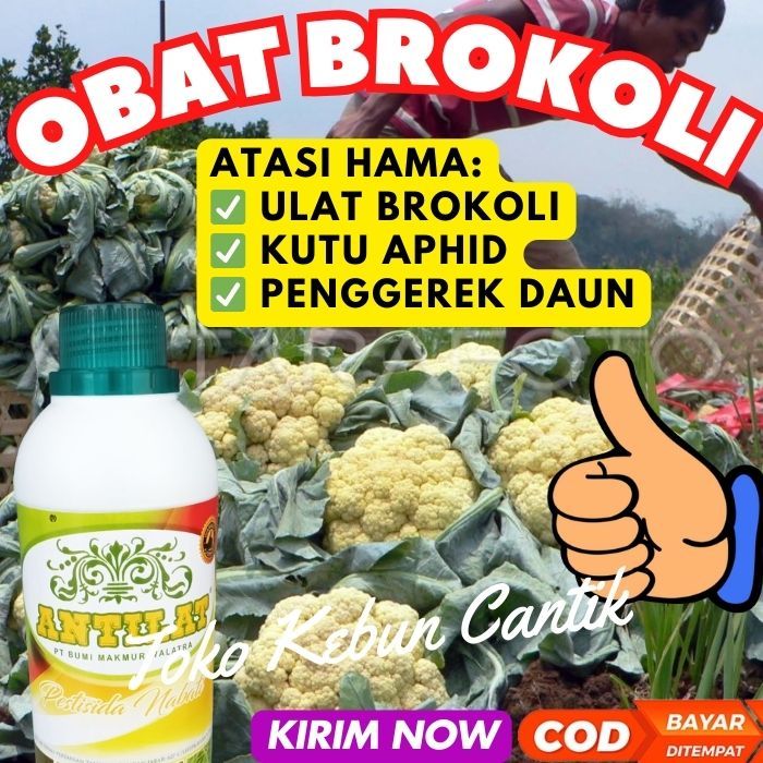 Pestisida Alami Brokoli ANTILAT: Solusi Ampuh Atasi Kutu Daun, Thrips, Ulat Grayak, Ulat Kubis Plute