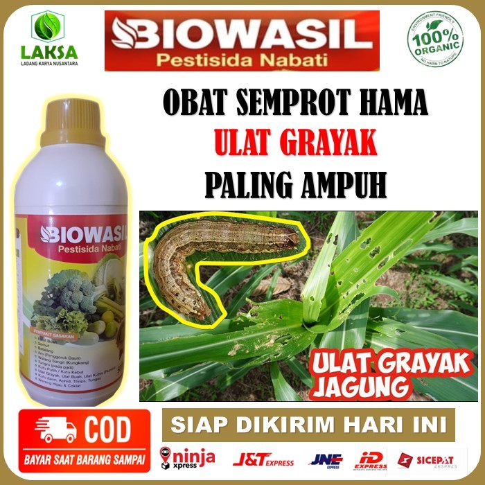 BIOWASIL Pestisida Nabati mengatasi Ulat Grayak Pada Jagung paling ampuh